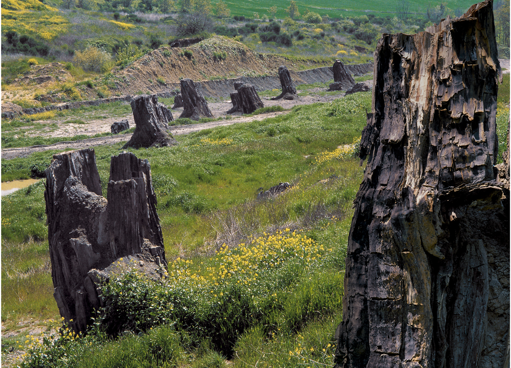 Dunarobba fossil forest