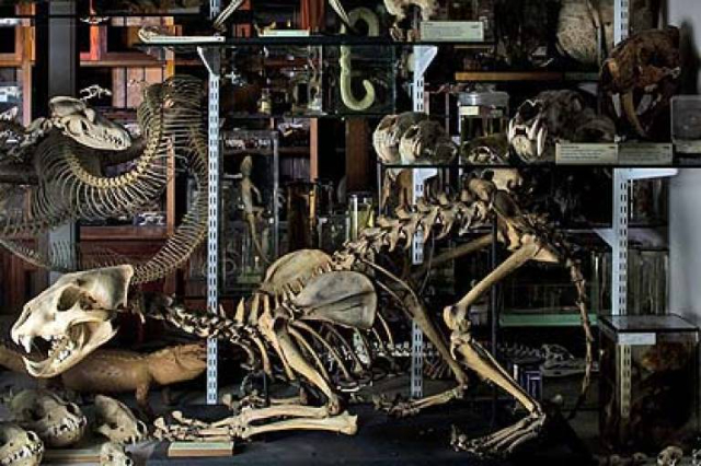 Museum Zoologi Grant - 21 University St | Secret World Trip Planner