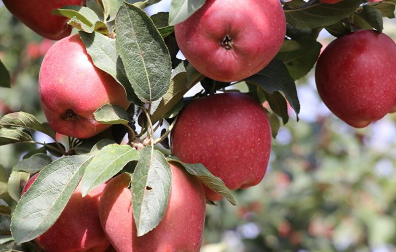 Äpfel der Türkei