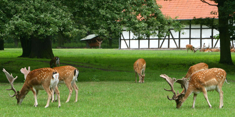 Ing Tiergarten ing Hannover - Hannover | Secret World Trip Planner