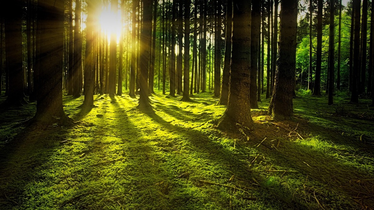 Forest Glade ist ein historischer Privatgarten - Mount Macedon | Secret World Trip Planner