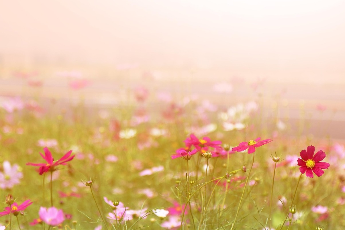 Ischia | Forio, la deuxième ville de l'île - Forio | Secret World Trip Planner