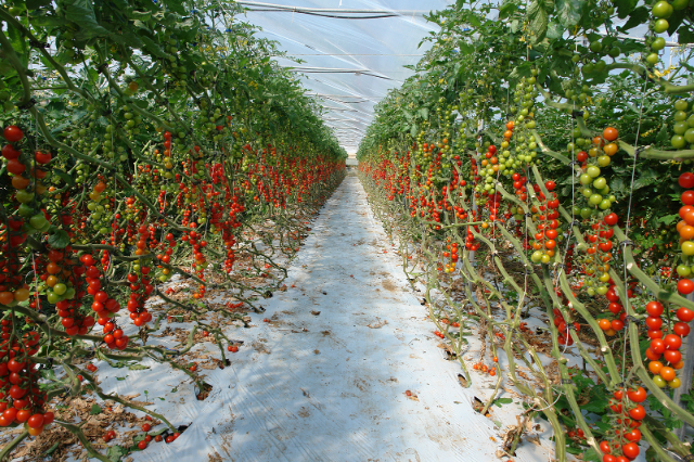 Tomate Pachino - Pachino | Secret World Trip Planner