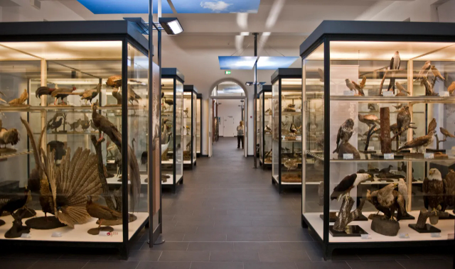 Přírodovědné muzeum - Frankfurt am Main | Secret World Trip Planner