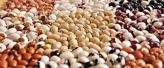 Haricots Sarconi IGP