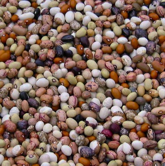 Haricots Sarconi IGP