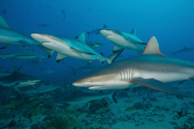 Shark Point Riff - Pigeon Island Nature Trail | Secret World Trip Planner