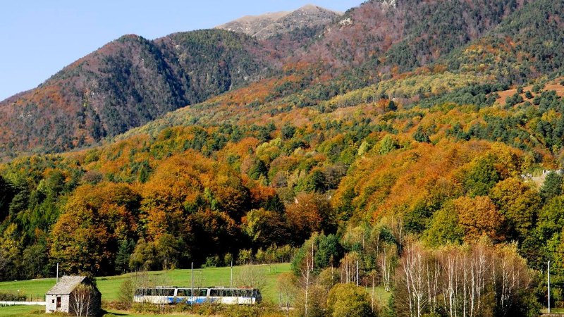 Liście z Centovalli Railway