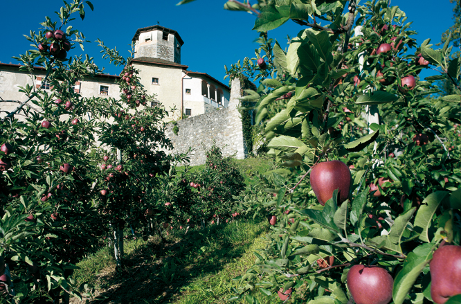 Les vergers de pommes du Val di Non