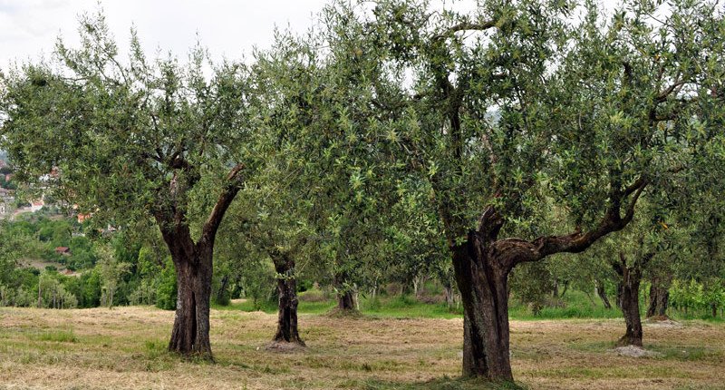 IRPINIA UFITA MUINOAK D.O.P.