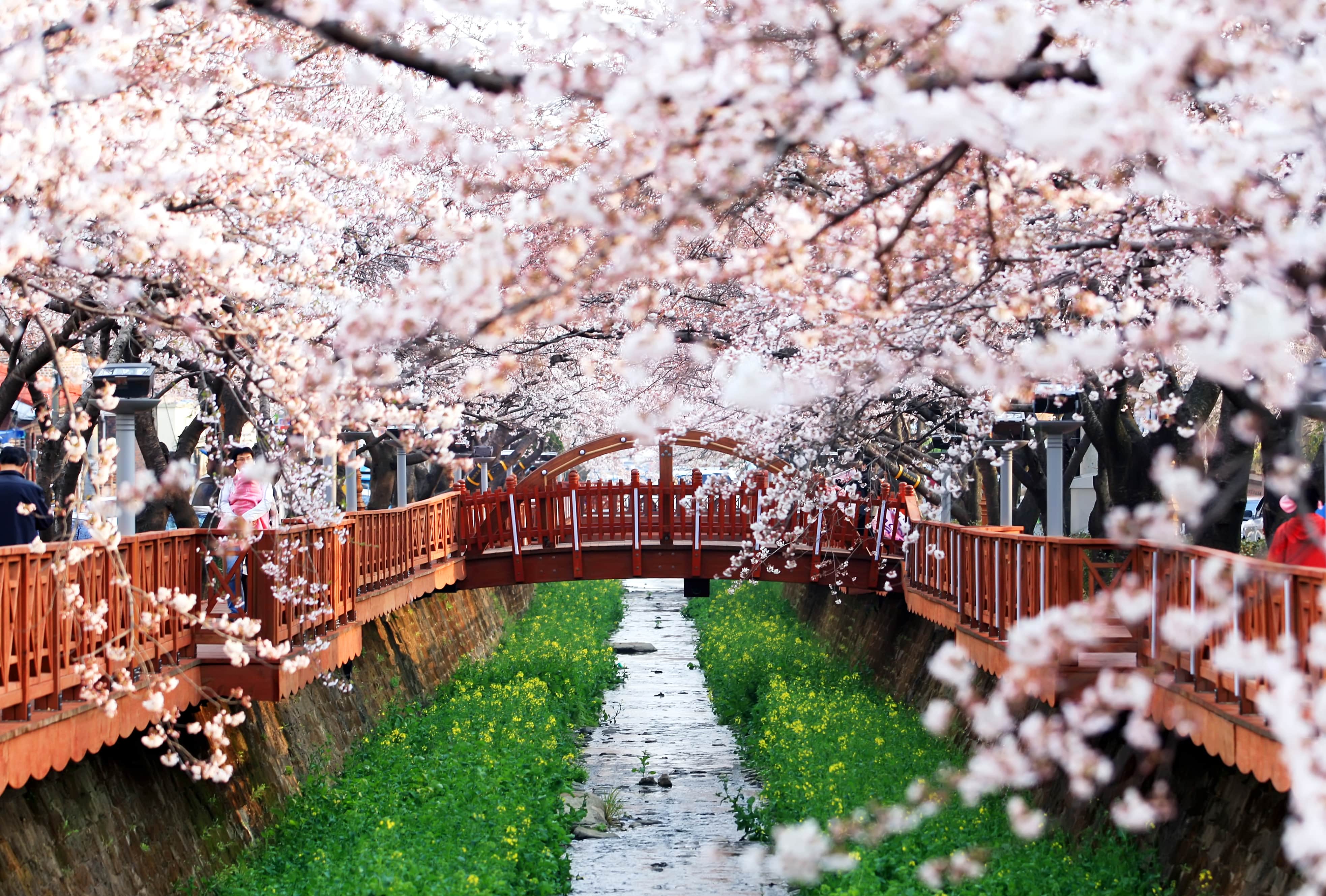 changwon-city-and-cherry-blossom-festival-secret-world