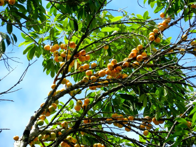 کامبوکا - Ilhabela | Secret World Trip Planner