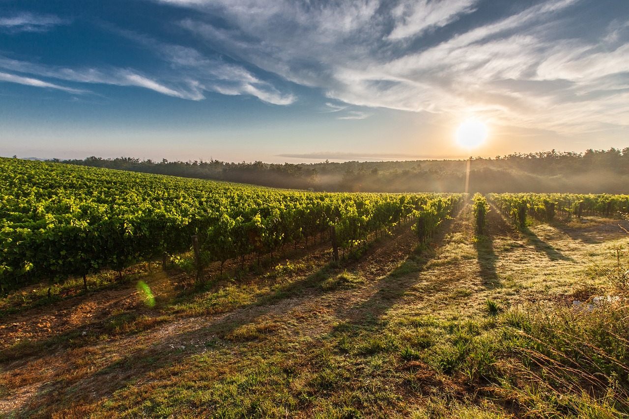 La Costa d'Oro dei Vigneti - Nuits-Saint-Georges | Secret World Trip Planner