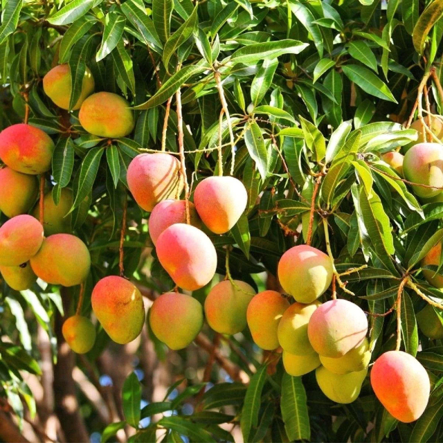 Alphonso mango - Devgad | Secret World Trip Planner