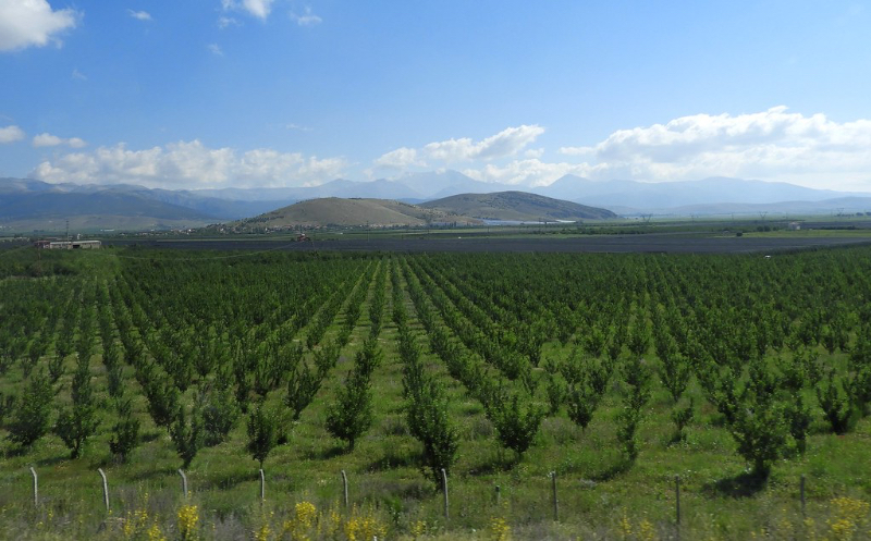 Turcijas āboli