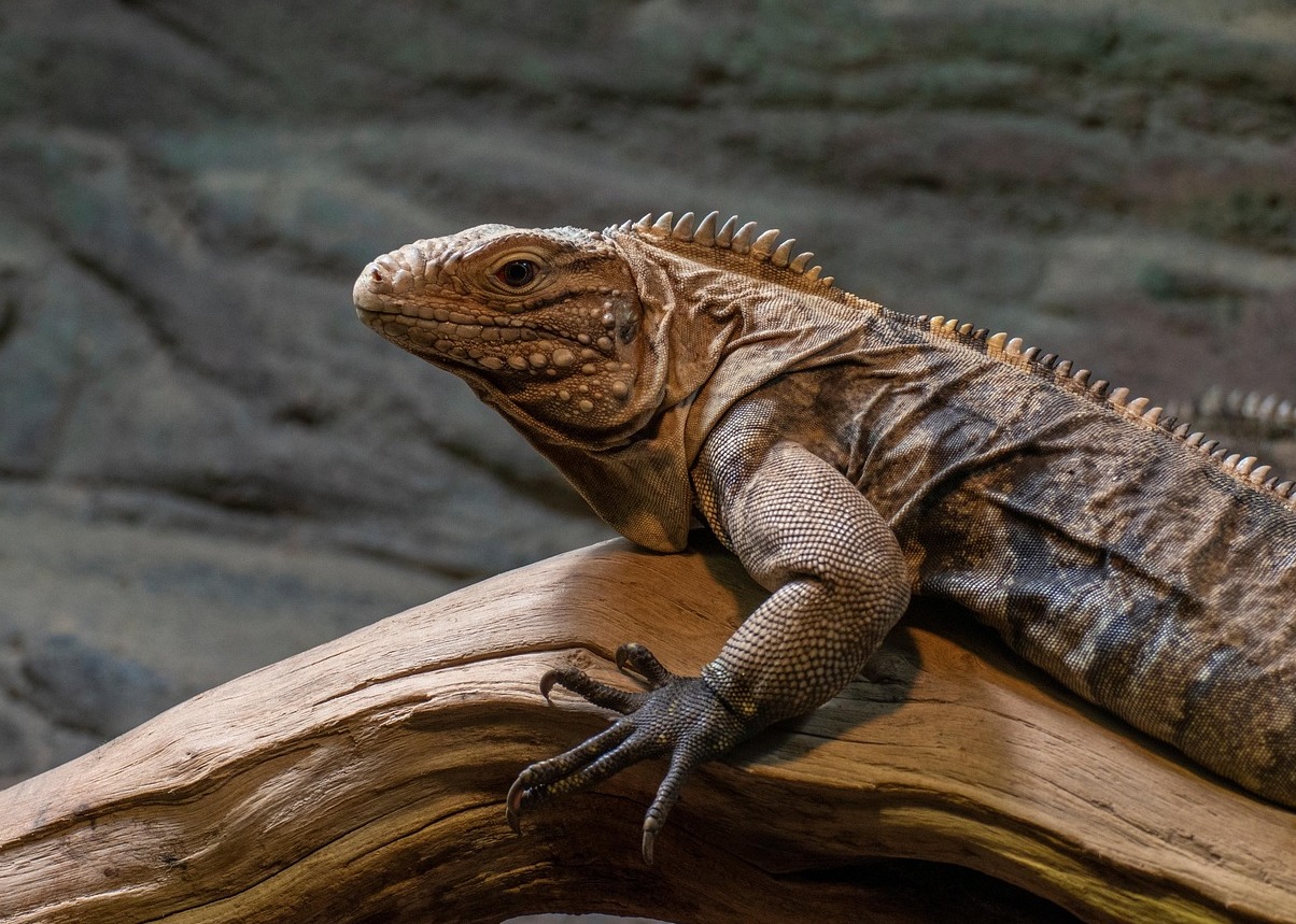 ABQ BioPark Zoo - Albuquerque | Secret World Trip Planner