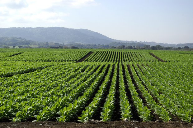 El tabaco, el oro negro de Campania
