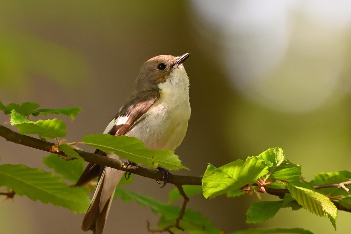 Winnipeg je Assiniboine Park a Zoo - Winnipeg | Secret World Trip Planner