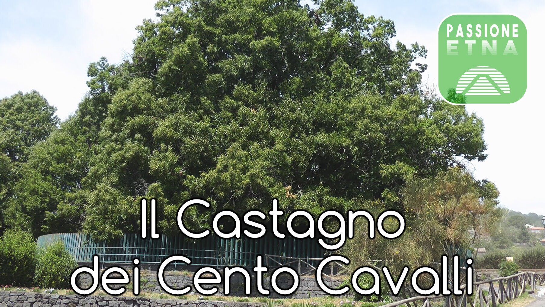 El Castaño de Cien Caballos es uno de los más grandes del mundo - Via Castagno 100 Cavalli | Secret World Trip Planner