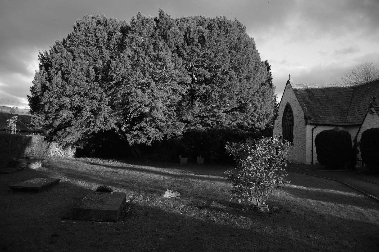 Το Llangernyw Yew, τα αρχαία τρία - Llangernyw | Secret World Trip Planner