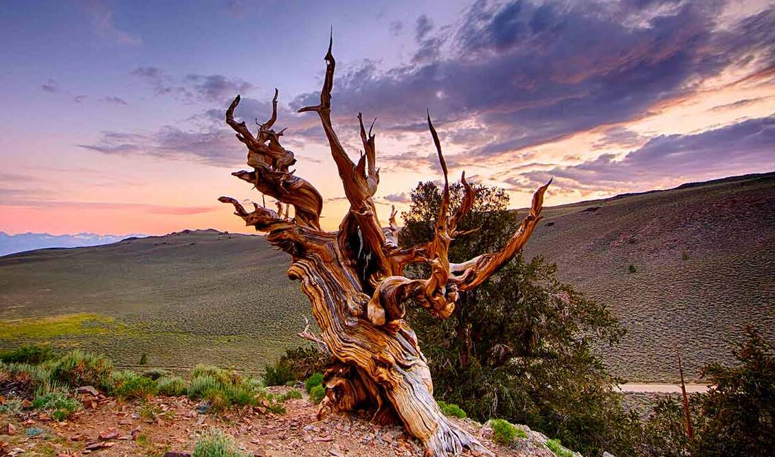 До 2012 г. Матусаил беше най-старото дърво в света - 9 | Secret World Trip Planner