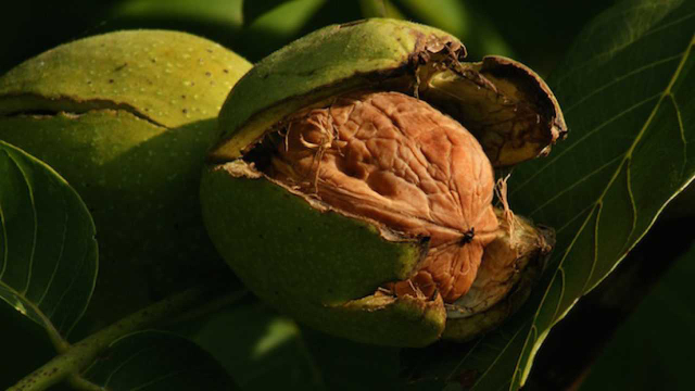 Sorrento walnuts - Sorrento | Secret World Trip Planner