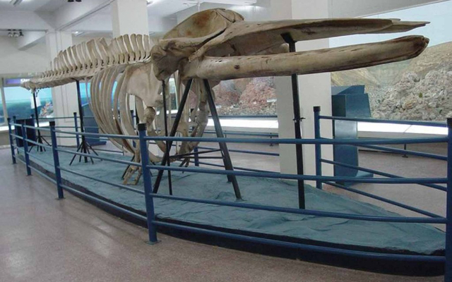 Le musée d'histoire naturelle du Pakistan (PMNH) - Islamabad | Secret World Trip Planner