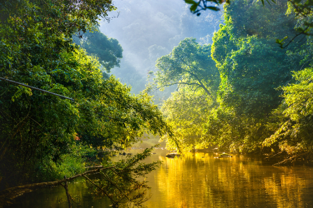 ಕೊರ್ಕೊವಾಡೊ ರಾಷ್ಟ್ರೀಯ ಉದ್ಯಾನ - Los Patos Sirena Trail | Secret World Trip Planner