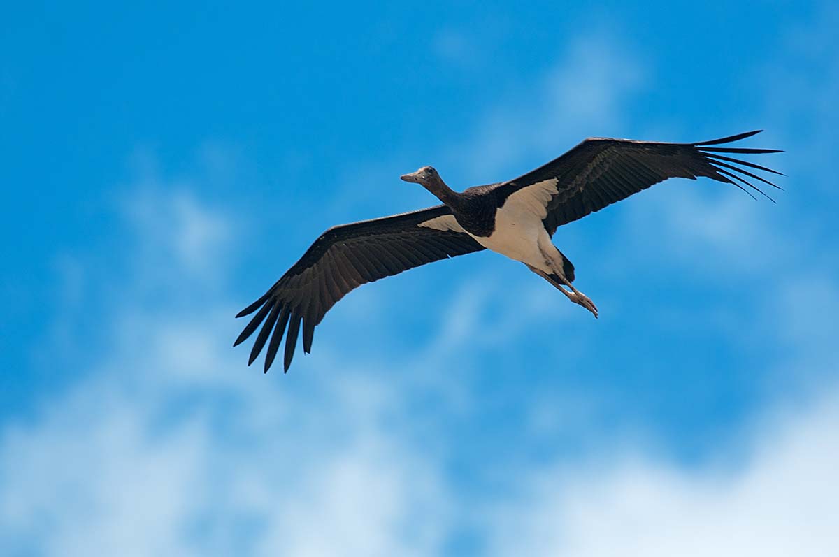 Svart stork - Castelmezzano | Secret World Trip Planner