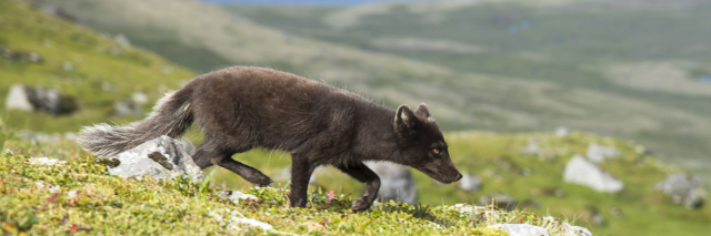 De arktiska rävarna - Ísafjörður | Secret World Trip Planner