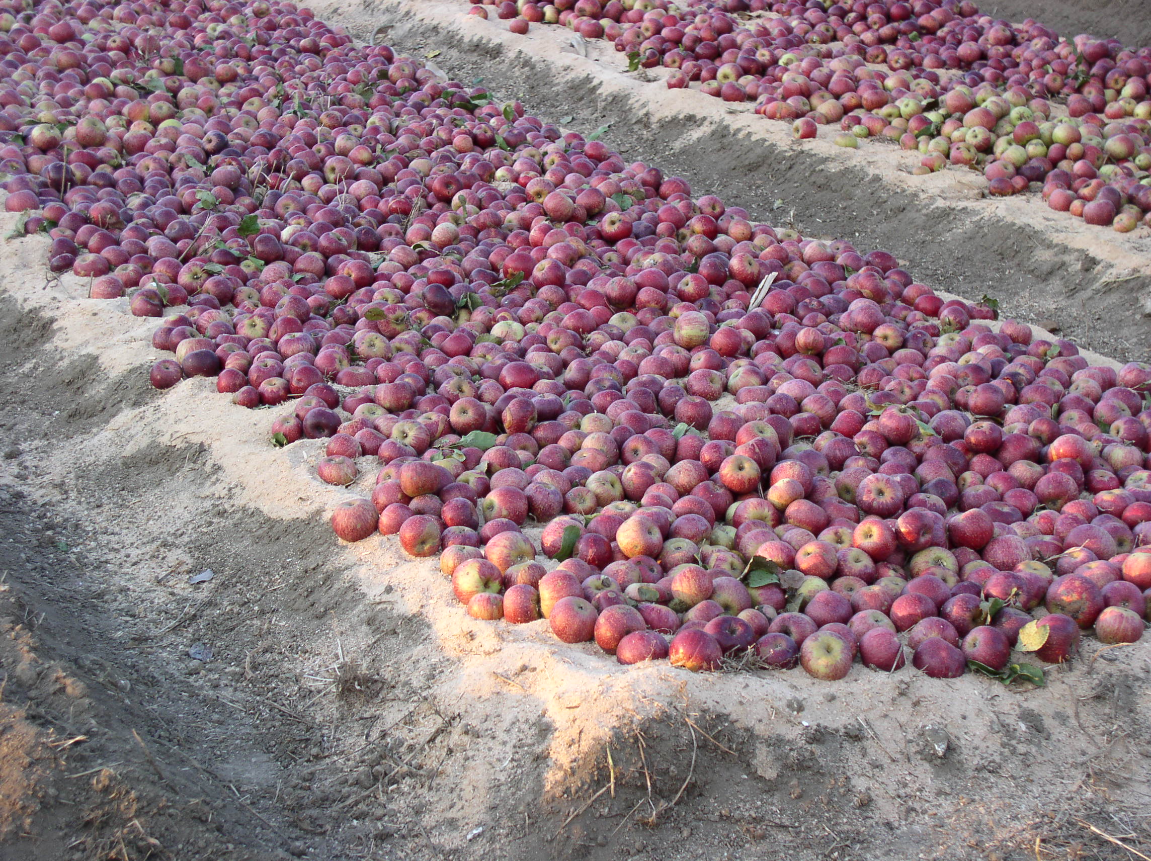 Melannurca Campana - ملکه سیب