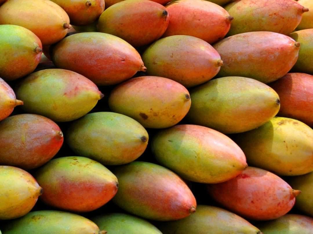 Mangga Totapuri - Andhra Pradesh | Secret World Trip Planner