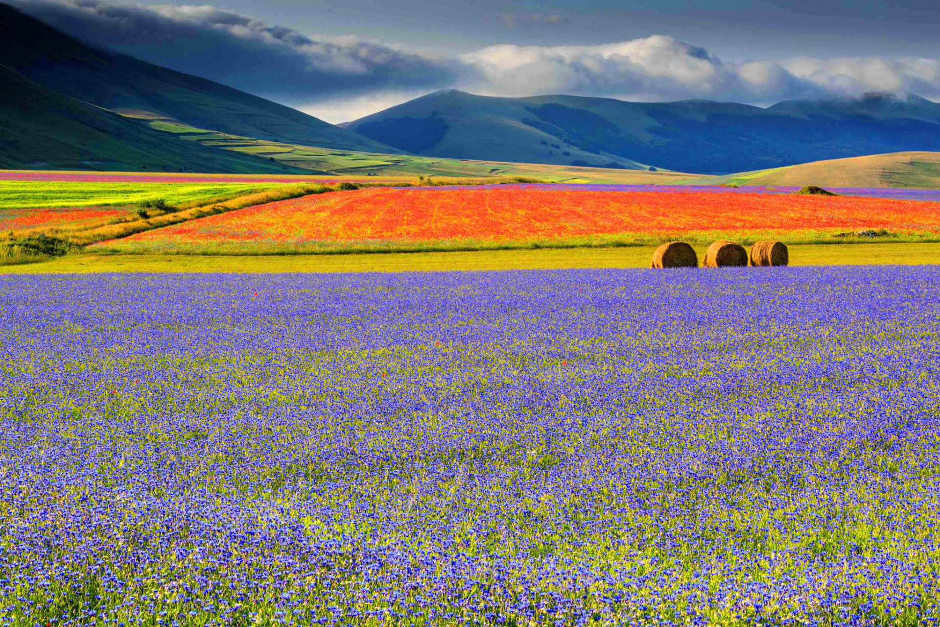 La fioritura di Castelluccio