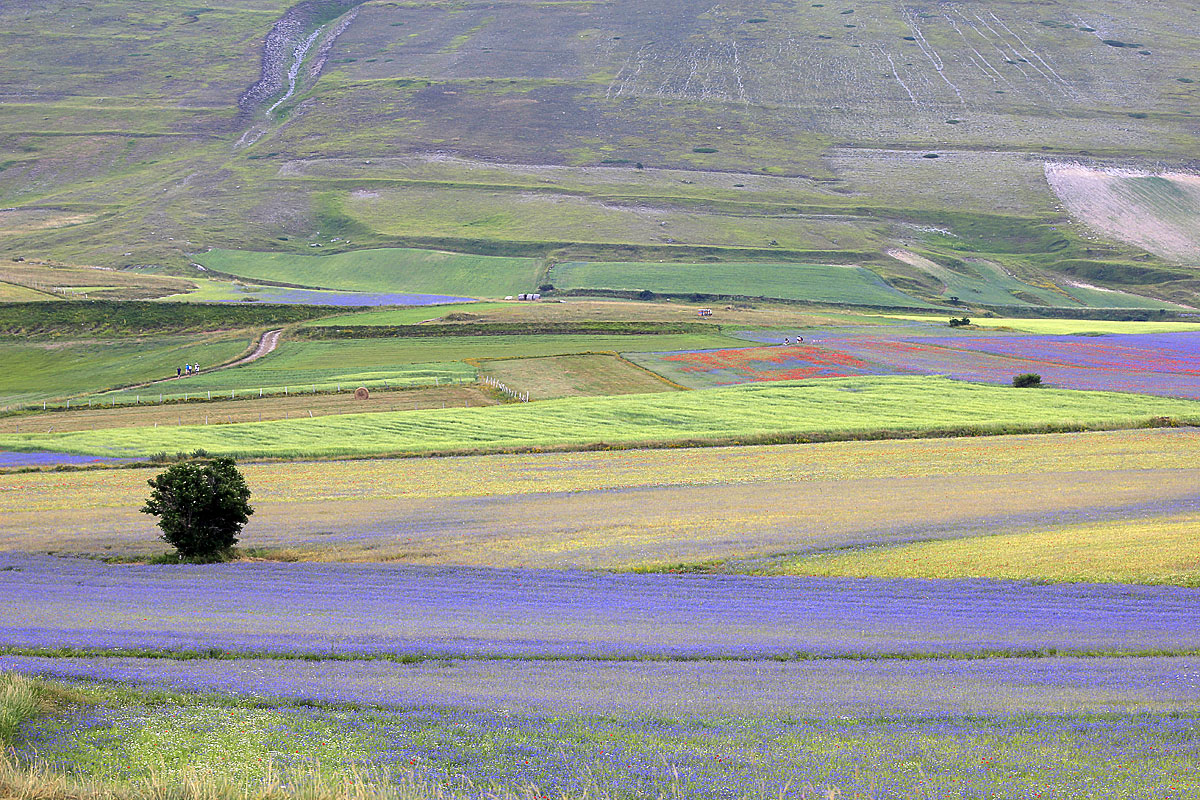 La fioritura di Castelluccio