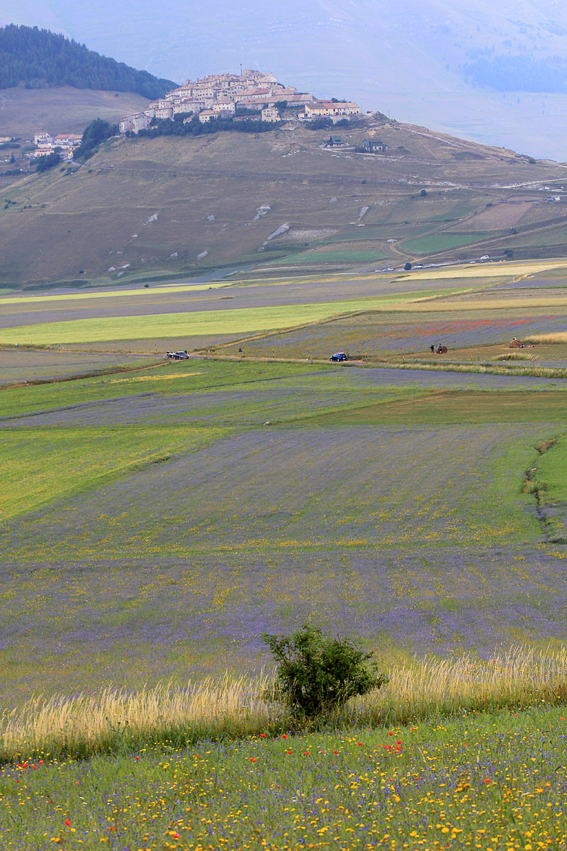 La fioritura di Castelluccio