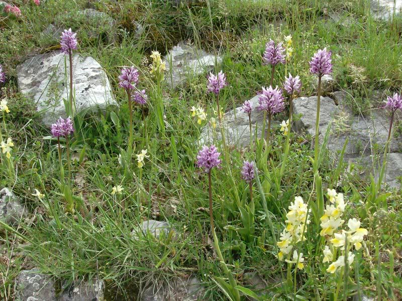 la-valle-delle-orchidee-di-sassano-secret-world