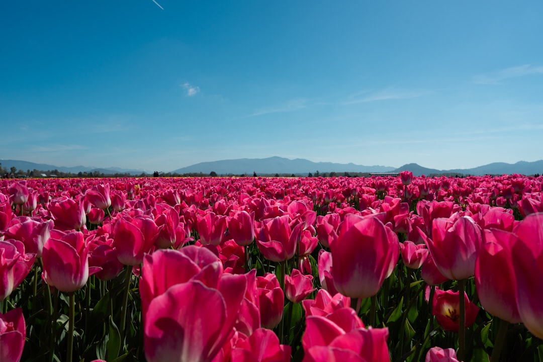 Tulipa do Vale do Skagit de Washington - Skagit Valley | Secret World Trip Planner