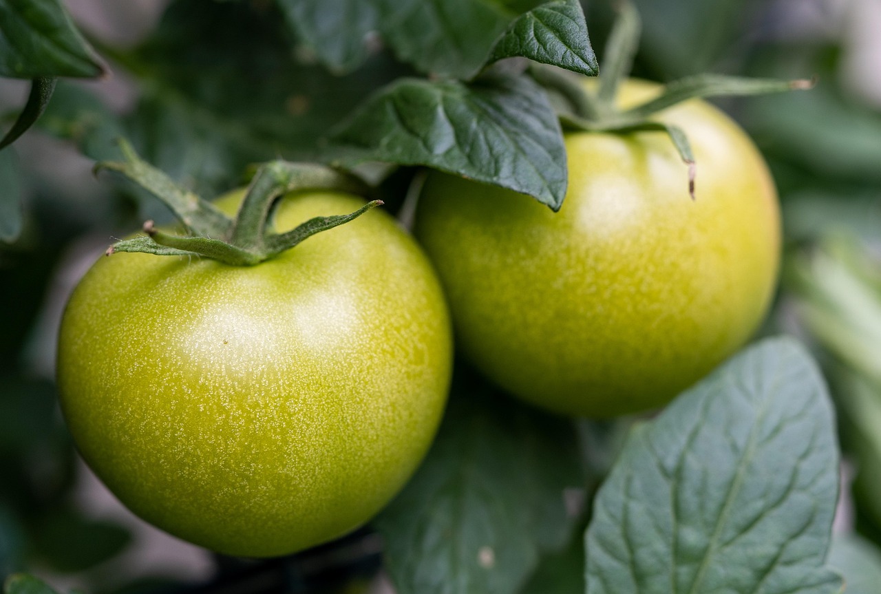 Fried green tomatoes,Alabama - Alabama | Secret World Trip Planner