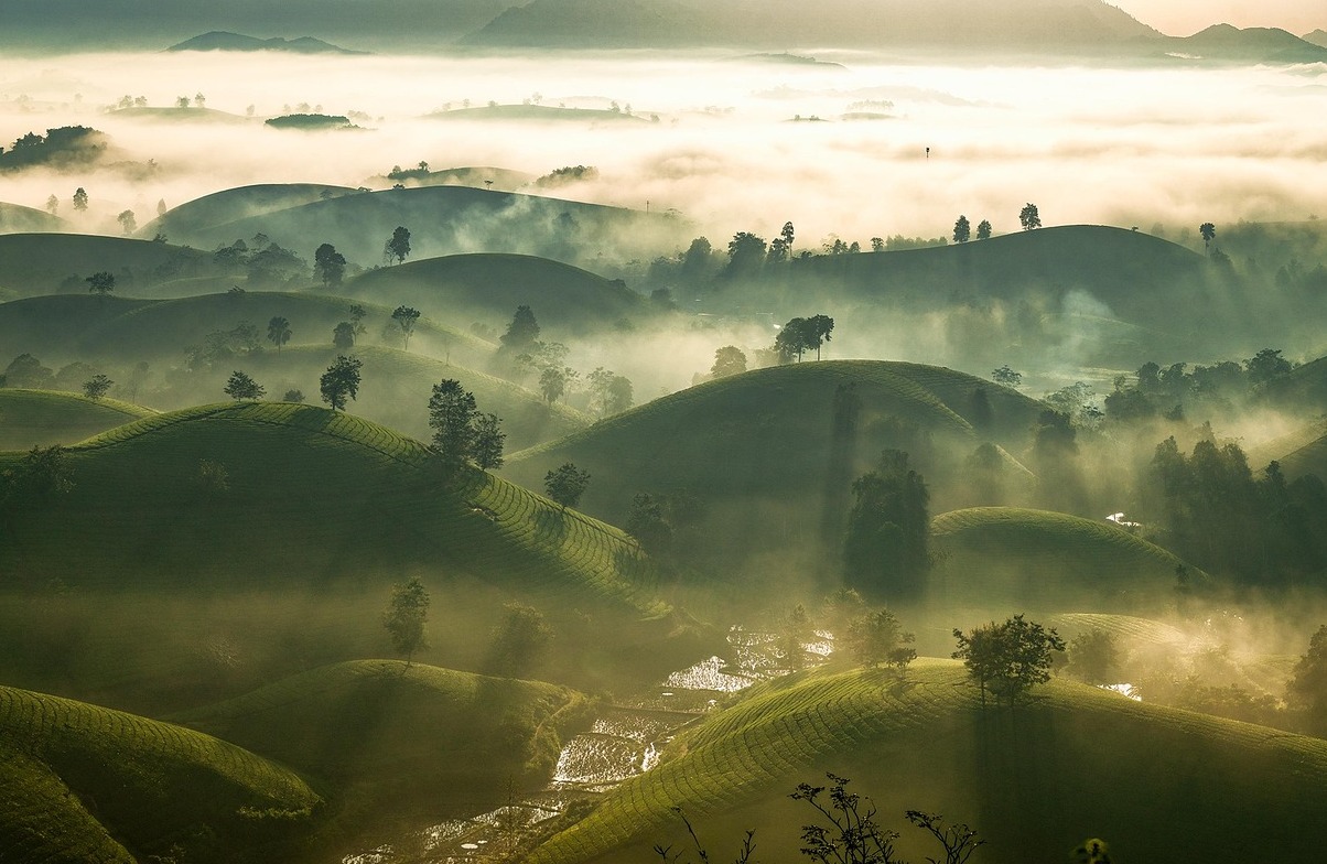 宝城县以其绿茶叶而闻名 - Boseong | Secret World Trip Planner