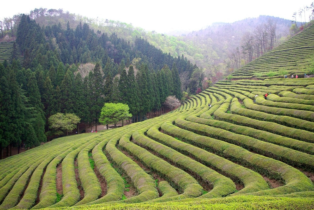 宝城县以其绿茶叶而闻名 - Boseong | Secret World Trip Planner