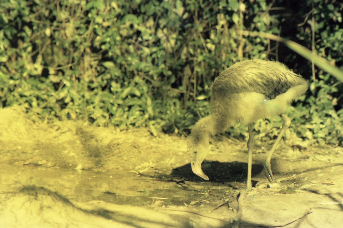 Živalski vrt Riverbanks, eden najboljših živalskih vrtov v Ameriki - Columbia | Secret World Trip Planner