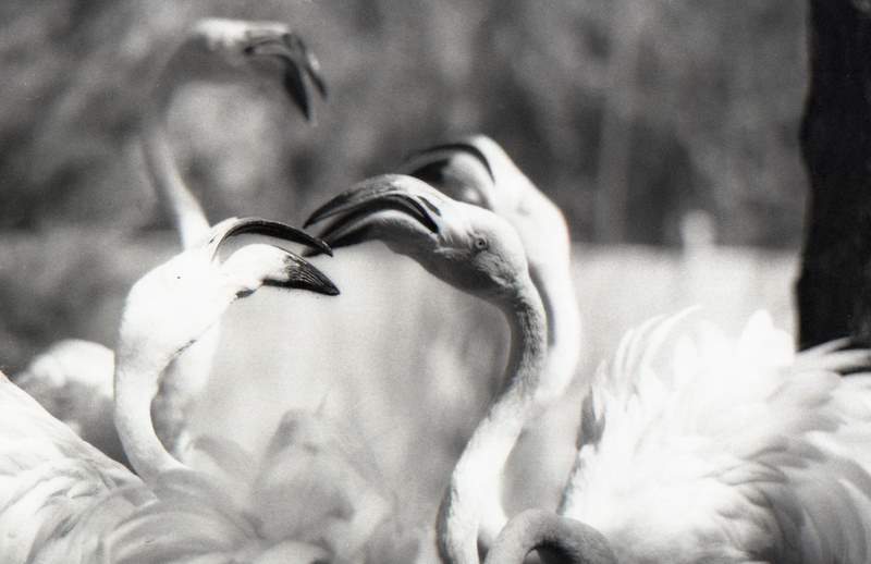 Živalski vrt Riverbanks, eden najboljših živalskih vrtov v Ameriki - Columbia | Secret World Trip Planner