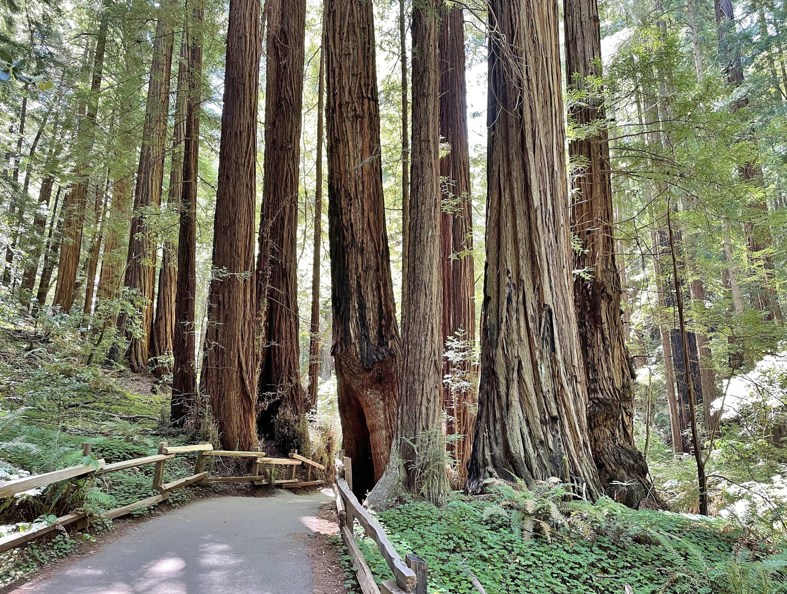 Muir Woods nationalmonument - Mill Valley | Secret World Trip Planner