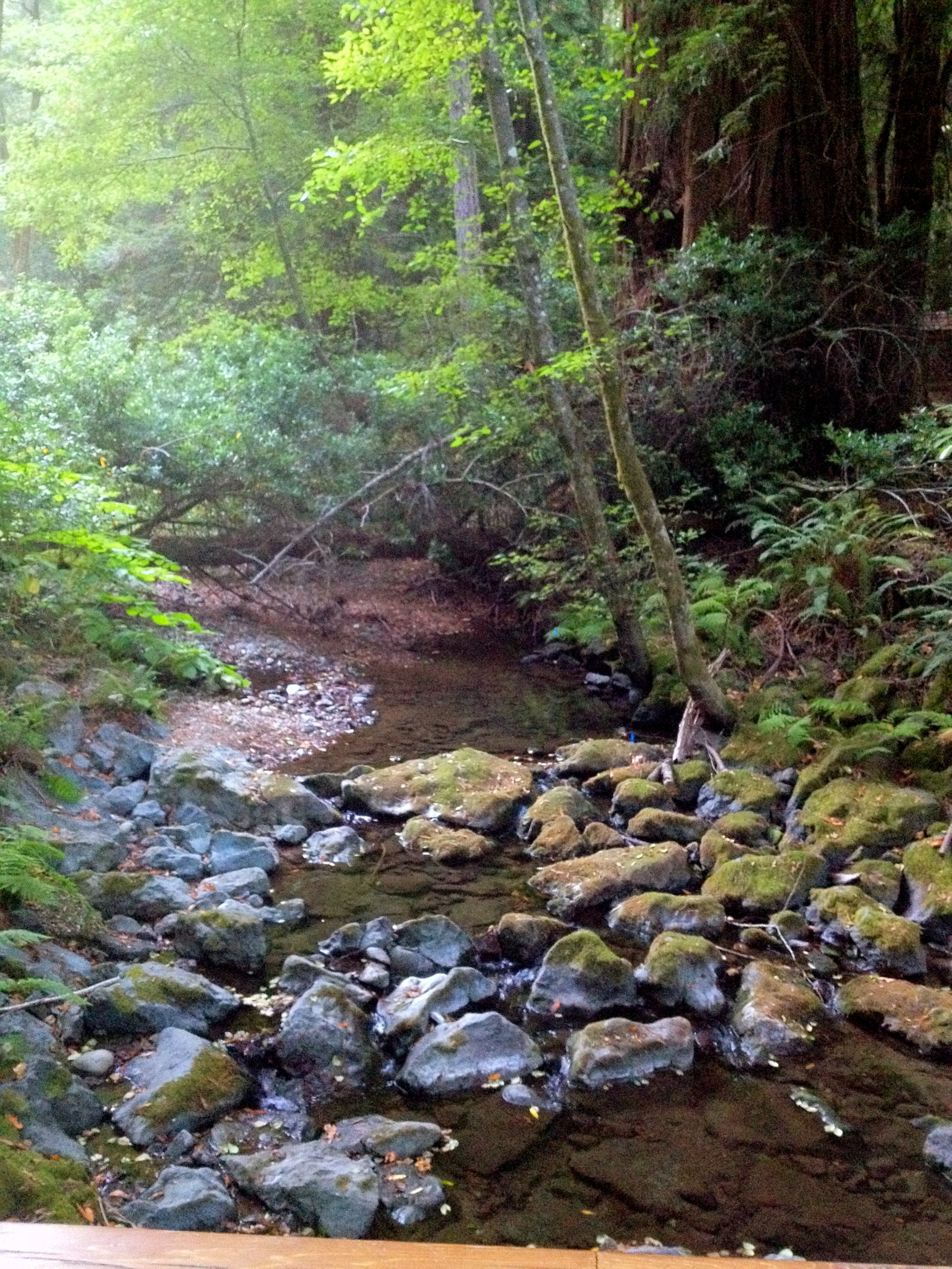 Muir Woods nationalmonument - Mill Valley | Secret World Trip Planner