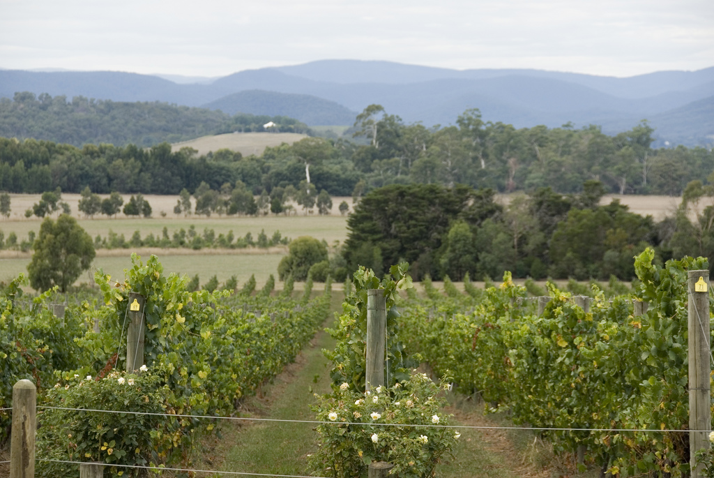Yarra Valley - Yarra Valley | Secret World Trip Planner