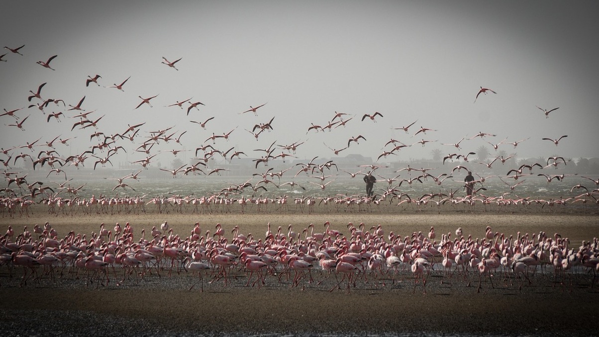 NAMIBIA: DÄR HAVET MÖTER ÖKNEN - Skeleton Coast | Secret World Trip Planner