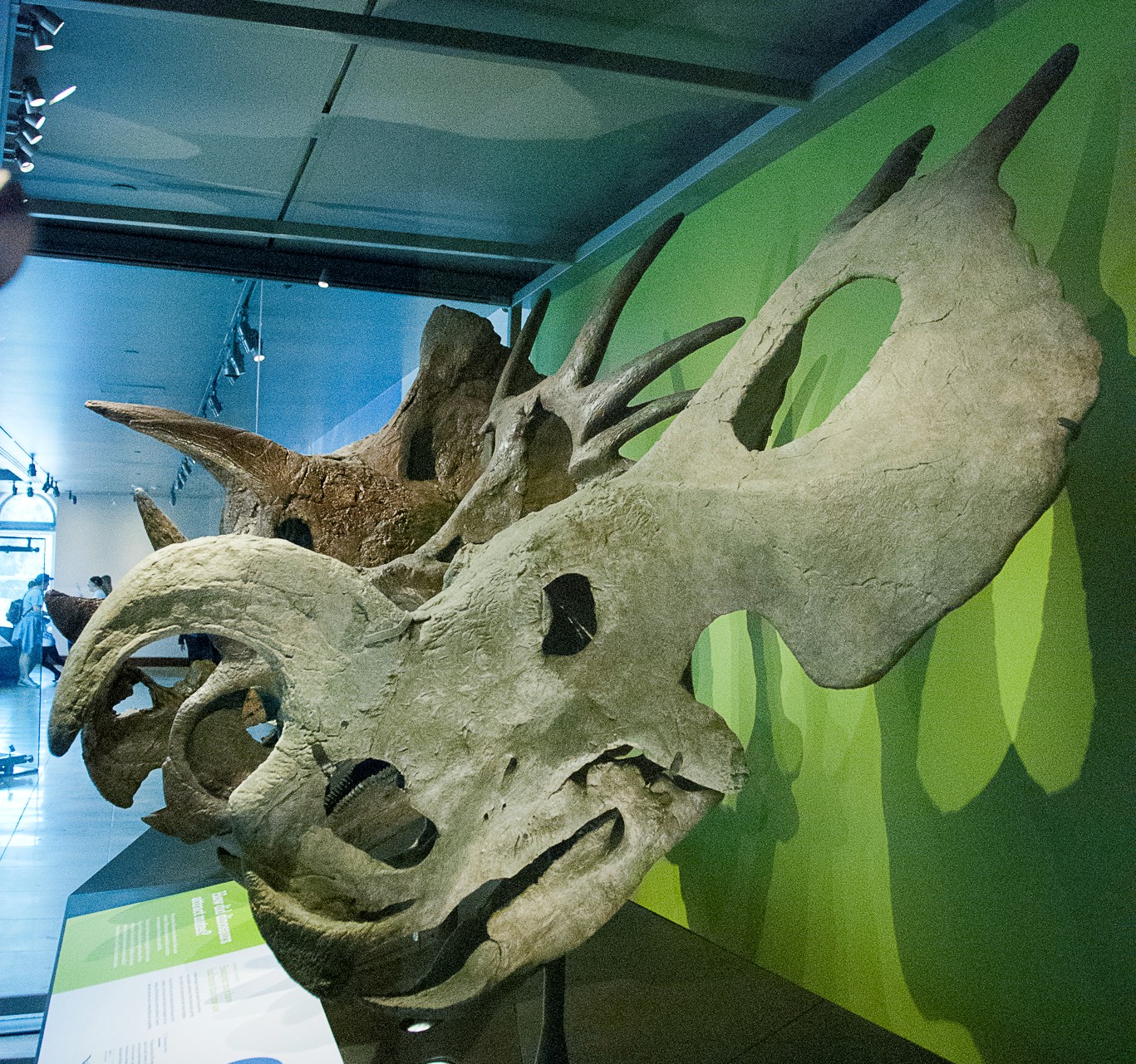 Muzeul de Istorie Naturală din Los Angeles - Los Angeles | Secret World Trip Planner