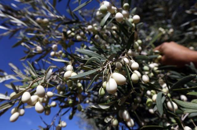 Skarpalezos Olive Mill - Malta | Secret World Trip Planner