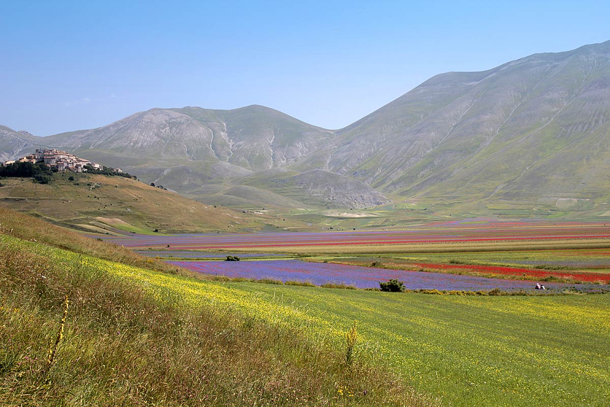 Castelluccio को फूल फुल्ने - Castelluccio | Secret World Trip Planner