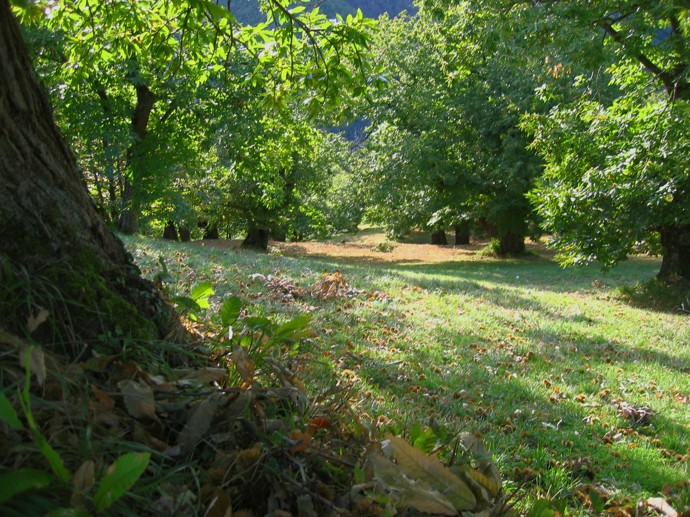 Monte Terminio i stoljetni nasadi kestena - Serino | Secret World Trip Planner